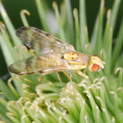 Terellia tussilaginis