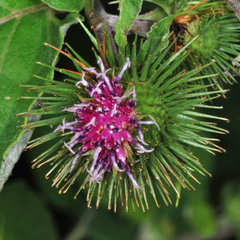 Terellia tussilaginis