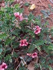 Indigofera alternans