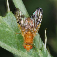 Xyphosia miliaria
