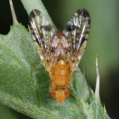 Xyphosia miliaria
