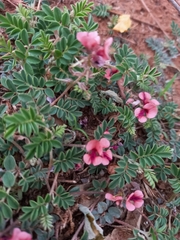 Indigofera alternans