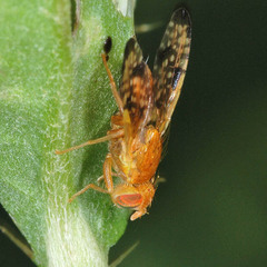 Xyphosia miliaria
