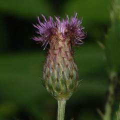 Xyphosia miliaria