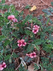 Indigofera alternans