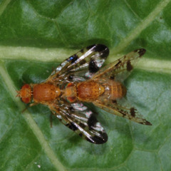 Xyphosia miliaria