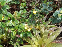 Calceolariaceae