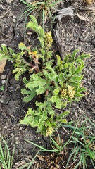 Jatropha schlechteri setifera