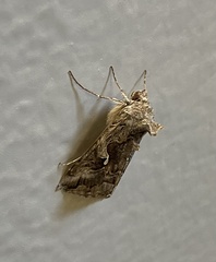 Autographa
