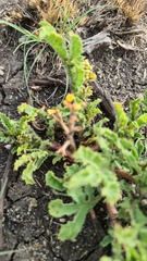 Jatropha schlechteri setifera