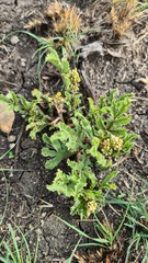 Jatropha schlechteri setifera