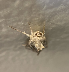 Autographa