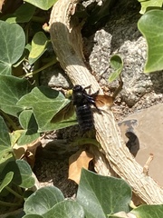 Xylocopa violacea