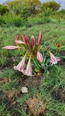 Crinum