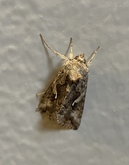 Autographa