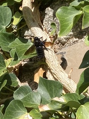 Xylocopa violacea