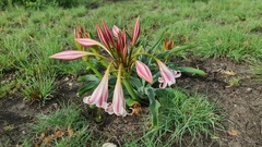 Crinum