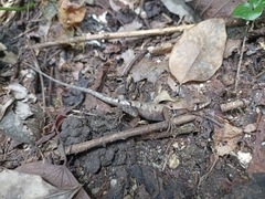 Stenocercus erythrogaster