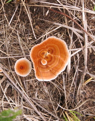 Microporus xanthopus