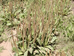 Plantago