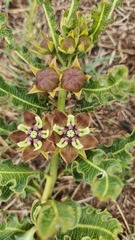 Pachycarpus concolor