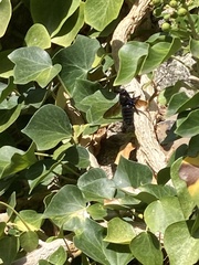 Xylocopa violacea