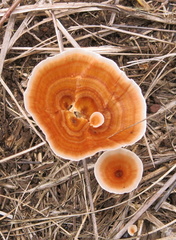 Microporus xanthopus