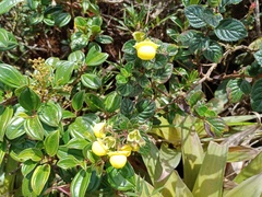 Calceolariaceae