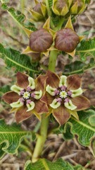 Pachycarpus concolor