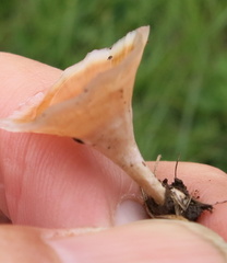 Microporus xanthopus