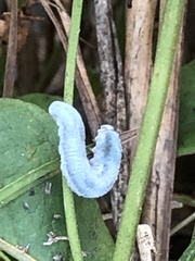 Monostegia
