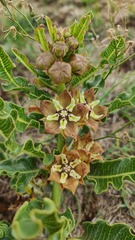 Pachycarpus concolor