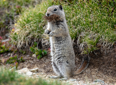 Urocitellus beldingi