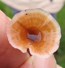 Microporus xanthopus