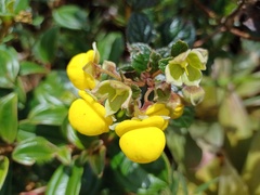 Calceolariaceae