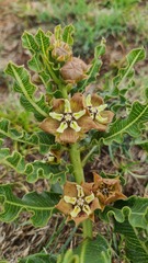 Pachycarpus concolor