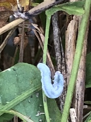 Monostegia