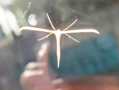 Emmelina