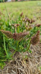 Asclepias adscendens