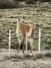 Lama guanicoe