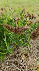 Asclepias adscendens