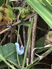 Monostegia