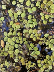 Salvinia