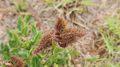 Asclepias adscendens