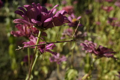 Diapheromera femorata