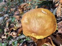 Suillus collinitus