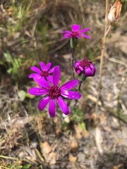 Senecio hastifolius