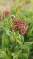 Asclepias adscendens