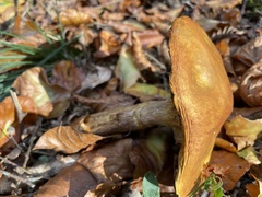Suillus collinitus