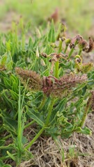 Asclepias adscendens